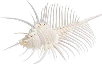 Produktbild von Murex pecten, Größe ca. 9-10cm | Deko-Schnecke