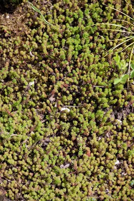 Produktbild von Sedum sexangulare, Milder Mauerpfeffer, ca. 9x9 cm Topf