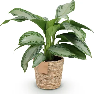 Immagine prodotto di Aglaonema Silver Bay 70-75cm, 17cm con vaso, pianta da appartamento