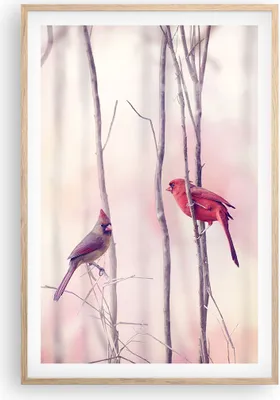 Produktbild von Gerahmtes Poster - Rahmen in heller Eiche - Vögel Kardinal Scharlachrot - 61x91,5 cm - Wand Bild - Wanddeko - Wandbilder - Wandposter - Bilderrahmen - Bilder - Kunstdruck - Wandbild - P2NPA61x91-4256