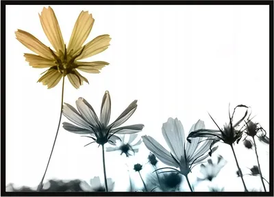 Produktbild von Bild Poster im Rahmen 53x73 cm Blumen P1052