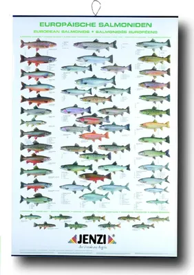 Produktbild von Jenzi Fischtafel Europäische Salmoniden