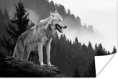Produktbild von MuchoWow® Poster Wolf - Wald - Schwarz - Weiß 180x120 cm - Fotoplakat