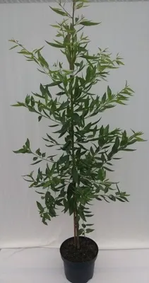 Produktbild von Säulenmandel Ferragnes Süßmandel mit besonders große Blüten ca. 110-140 cm groß, Unterlage: INRA 2