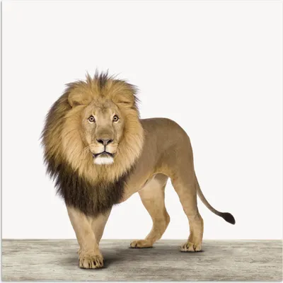 Produktbild von MuchoWow® Poster Jungen - Löwe - Tiere - Kinder - Mädchen 100x100 cm - Babyzimmer