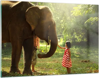 Produktbild von Bilder auf glas - Elefant Tier - 120x80cm - Glasbilder - Wandbilder - Kunstdruck - zum Aufhängen bereit - Wanddekoration aus Glas - Glas Bilder - Wandbild auf Glas - Einteilig - GAA120x80-3884