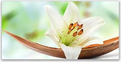 Produktbild von Glasbilder 120x60 Wandbild Druck auf Glas Blume Pflanzen
