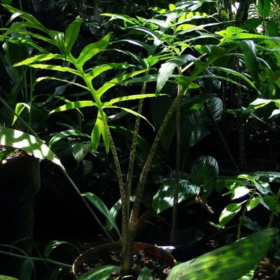 Obrázek produktu pro Alocasia (Alocasia brancifolia) – 1 naklíčené semeno