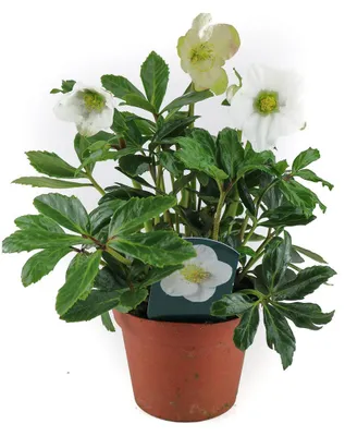 Produktbild von Enseleits Helleborus niger, Christrose, Schneerose, Gärtnerqualität