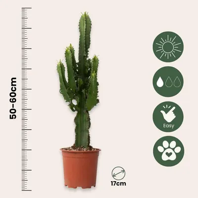 Produktbild von Cowboy-Kaktus - Euphorbia ingens - Höhe 50-60cm - ⌀17cm