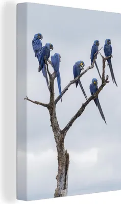 Produktbild von OneMillionCanvasses® - Leinwandbilder - 90x140 cm, Hyazintharas auf dem Baum, Wandbilder Kunstdruck Wanddekoration - Wandschmucke - Schlafzimmer