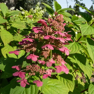 Image de Green boutiQ - Hortensia en grappes - Hydrangea panniculata Wims Red - Fleurs blanches et rouges - 3 plants - 1 m² - À feuilles caduques - Grandes fleurs - Pot de 17 cm, hauteur 50 cm