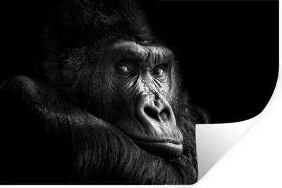 Produktbild von MuchoWow® Wandtattoo Wandsticker Wandaufkleber Gorilla - Affe - Schwarz - Weiß - Porträt 120x80 cm Selbstklebend und Repositionierbar - Selbstklebend - Fototapeten