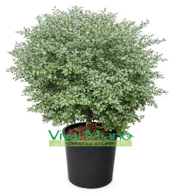Obrázek produktu pro Sázenice citrusovníku Finger Lime červený (keř, květináč 35 cm)