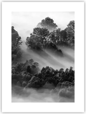 Produktbild von Poster - Poster ohne Rahmen - Schwarzweiß Bäume Nebel - 30x40 cm - Wand Bild - Wanddeko - Wandbilder - Kunstposter - Wandposter - Bilder - Kunstdruck - Wanddekoration - Wandbild - P2XPA30x40-4510