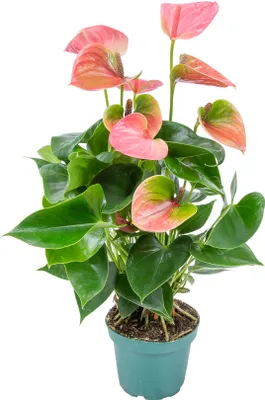 Image de Bloomique - Anthurium - Flamant rose - Rose - Plante d’intérieur - Dépolluante - Hauteur 30-40 cm - Pot 12 cm