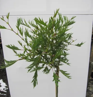 Produktbild von Hochstamm Kaisererle Imperialis - Alnus glutinosa - Stamm 80cm + Krone