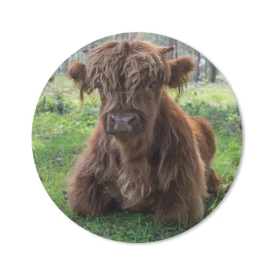 Produktbild von MuchoWow® Mauspad Mousepad Schottischer Highlander - Kröte - Tiere 40x40 cm - Mousepads - Maus Mat - Pad - Mausunterlage - Schreibtisch Accessoires