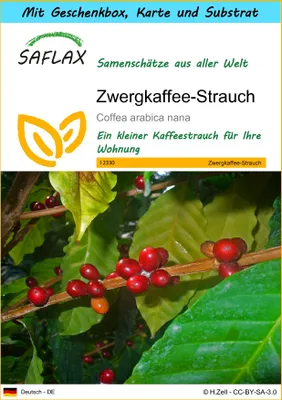 Produktbild von SAFLAX - Geschenk Set - Zwergkaffee-Strauch - 8 Samen - Mit Geschenk- / Versandbox, Versandaufkleber, Geschenkkarte und Anzuchtsubstrat - Coffea arabica nana