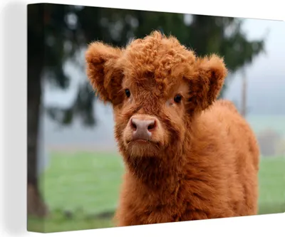 Produktbild von OneMillionCanvasses® - Leinwandbilder - 140x90 cm, Scottish Hochlandrind - Kalb - Gras, Wandbilder Wohnzimmer Hochland Rind - Tier Wanddekoration - Hochland Rind - Kuh - Gemälde auf Holzrahmen
