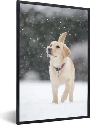 Produktbild von MuchoWow® MuchoWow® Gerahmtes Poster Hund - Labrador - Schnee 60x90 cm - Poster mit zchwarzem Bilderrahmen - Kunst