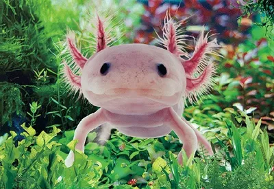 Produktbild von 3 D Ansichtskarte Axolotl, Postkarte Wackelkarte Hologrammkarte Tiere Tier Wassertier