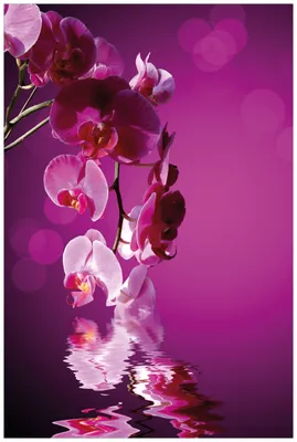 Produktbild von Wallario Wandbild aus Acryl, 90 x 60 cm, freischwebende Optik - Rosafarbene Orchidee  Blüten in pink