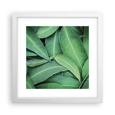 Produktbild von Gerahmtes Poster - Weißer Rahmen - Blätter Eukalyptus Natur - 30x30 cm - Wand Bild - Wanddeko - Wandbilder - Kunstposter - Wandposter - Bilderrahmen - Bilder - Kunstdruck - P2WAC30x30-4933
