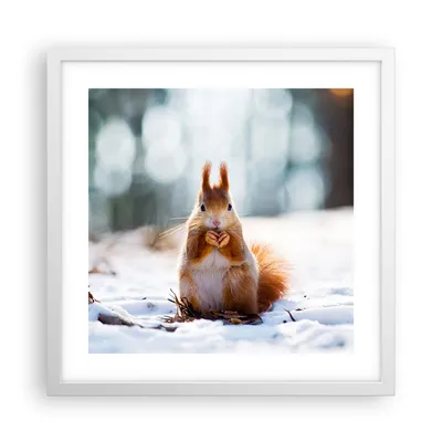 Produktbild von Gerahmtes Poster - Weißer Rahmen - Eichhörnchen Winter Schnee Essen - 40x40 cm - Wand Bild - Wanddeko - Wandbilder - Wandposter - Bilderrahmen - Bilder - Kunstdruck - Wandbild - P2WAC40x40-2798