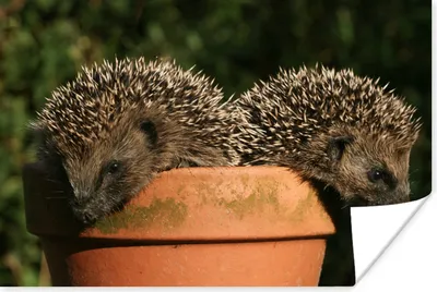 Produktbild von MuchoWow® Poster Zwei Igel auf einem Topf 90x60 cm - Schlafzimmer