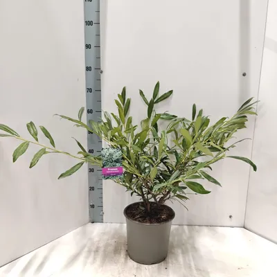 Obrázok produktu pre Prunus laur. 'Zabeliana'         - vavrínový čerešňovník | 40–50 cm v črepníku