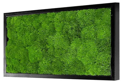 Produktbild von Moosbild Wave Design (60x30, schwarz)