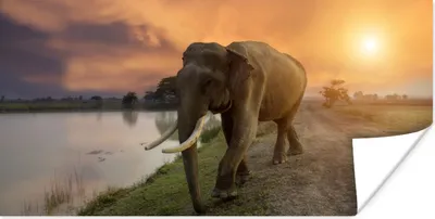 Produktbild von MuchoWow® Poster Elefant geht auf den See zu 40x20 cm - Poster für die Wand - Poster Schlafzimmer