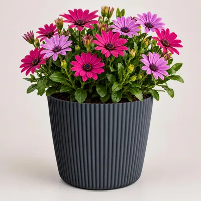 Produktbild von Prosperplast Pflanztopf Buckingham - anthrazit - D29 cm