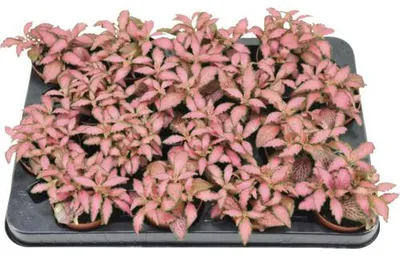 Obrázek produktu pro Fitónie Verschaffeltova červená FloraSelf Fittonia květináč Ø 7 cm 1 ks, různé druhy
