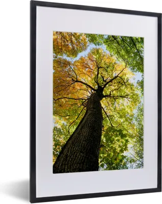 Produktbild von MuchoWow® Gerahmtes Poster Baum - Natur - Wald 30x40 cm - Poster mit Schwarzem Bilderrahmen Wandposter Rahmen Foto Bilder - Wandposter Schlafzimmer