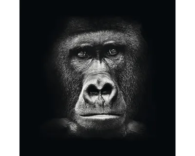 Produktbild von Modernes Glasbild Gorilla 30x30 cm