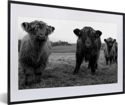 Produktbild von MuchoWow® Gerahmtes Poster Schottische Highlander - Kühe - Natur - Grün - Gras 60x40 cm - Poster mit Schwarzem Bilderrahmen Wandposter Rahmen Foto Bilder - Schlafzimmer - Plakat in Rahmen - Drucken