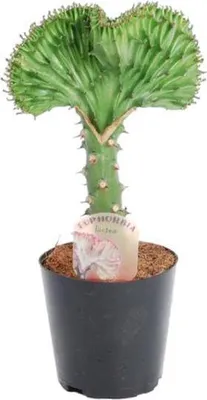 Immagine prodotto di Euphorbia lactea Cristata Verde – Euforbia corallina – Pianta da appartamento circa 30 cm – ø10,5 cm – Succulenta esotica a forma di corallo – Pianta grassa di facile manutenzione per posizioni soleggiate