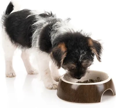 Produktbild von Keramischer Katzennapf 13 cm von CanadianCat – rutschfest und hygienisch