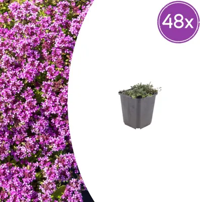 Produktbild von Thymus praecox 'Coccineus' | 48 Stück - 10-25cm - Ø9cm - Gartenpflanze