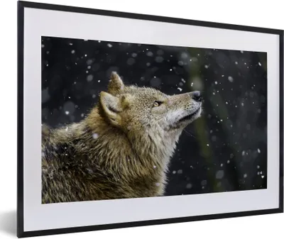 Produktbild von MuchoWow® Gerahmtes Poster Wolf - Schnee - Braun 60x40 cm - Poster mit Schwarzem Bilderrahmen Wandposter Rahmen Foto Bilder - Schlafzimmer - Plakat in Rahmen - Drucken