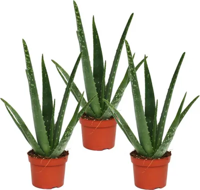 Zdjęcie produktu dla zestaw 3 sztuk - Aloes - ok. 2 lata - doniczka 10,5 cm