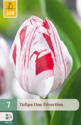 Produktbild von Tulipa One Direction Blumenzwiebel JUB 7 Stück