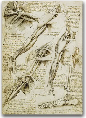 Produktbild von Poster - Canvas - Leinwand - 59,4 cm x 84,1 cm - Fotoposter - Leinwandkunst - Da Vinci Muskeln