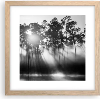 Produktbild von Gerahmtes Poster - Rahmen in heller Eiche - Wald Kiefer Sonne - 30x30 cm - Wand Bild - Wanddeko - Wandbilder - Kunstposter - Wandposter - Bilderrahmen - Bilder - Kunstdruck - P2NAC30x30-4829