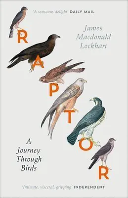 Obrázek produktu pro Raptor