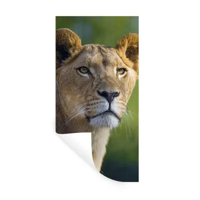Produktbild von MuchoWow® Wandtattoo Wandsticker Wandaufkleber Porträt - Löwe - Wild 40x80 cm Selbstklebend und Repositionierbar - Repositionierbar - Wasser abweisend