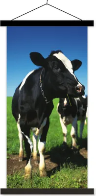 Produktbild von MuchoWow® Textilposter Kuh - Gras - Tiere 60x120 cm mit schwarzem Rahmen - Magnete