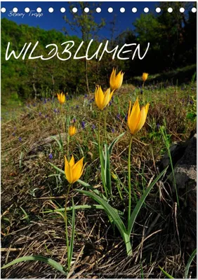 Produktbild von WILDBLUMEN (Tischkalender 2025 DIN A5 hoch), CALVENDO Monatskalender